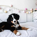 第一次将小狗带回家要做什么？训犬师都帮你想好了_5