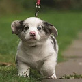 第一次将小狗带回家要做什么？训犬师都帮你想好了_4