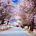 三四月去林芝看桃花，哪些地点必去打卡！_2