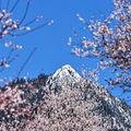 三四月去林芝看桃花，哪些地点必去打卡！_0