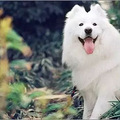 萨摩耶——以西伯利亚牧民族萨莫耶德人而命名，高贵而文雅_0