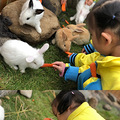 马儿回家了，小朋友列队欢迎！杭州这所幼儿园里养了一群可爱的动_0