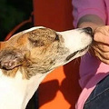 军犬有哪些品种？10大军犬帅爆战场，比德牧还酷的军犬竟不止一_4