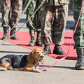 军犬有哪些品种？10大军犬帅爆战场，比德牧还酷的军犬竟不止一_5