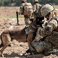 军犬有哪些品种？10大军犬帅爆战场，比德牧还酷的军犬竟不止一_1