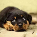 如果您的家里有狗狗，那么这15种养狗方式一定要注意避免！_2
