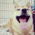 如果您的家里有狗狗，那么这15种养狗方式一定要注意避免！_3