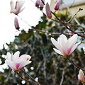 春日赏花好去处，新湖香格里拉看郁金香_1