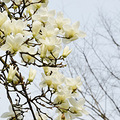 春日赏花好去处，新湖香格里拉看郁金香_5