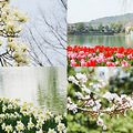 【活动】#随手拍春天#寻找杭州的春意_2