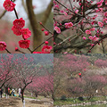 【活动】#随手拍春天#寻找杭州的春意_4