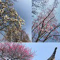 【活动】#随手拍春天#寻找杭州的春意_5