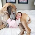 家里有宝宝可以养狗吗？不同的狗，和孩子建立不同的生活乐趣_1