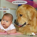 家里有宝宝可以养狗吗？不同的狗，和孩子建立不同的生活乐趣_5