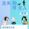 走失 柴犬 转塘 找主人 有牵引绳
