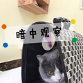 巅峰喵生陨落(咔嚓)记_0