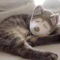 日本夫妻养了3只喵，留下了猫咪身上最有用的东西……_1