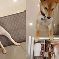 听说柴犬不亲人难养？主人用照片狂打脸，你看我脚边是什么_0