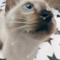 猫咪暹罗_2