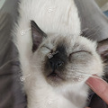 猫咪暹罗_5