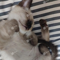 猫咪暹罗_0