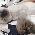 猫咪暹罗_1