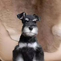 涨姿势的百犬图，看看你认识几种_3
