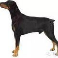 涨姿势的百犬图，看看你认识几种_1