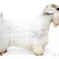 涨姿势的百犬图，看看你认识几种_0