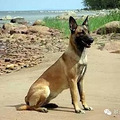 涨姿势的百犬图，看看你认识几种_5