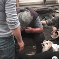 【请转发】山东动物救助站被恶意纵火，我们做了这些事_4