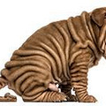 犬 舍 消 毒 八 项 注 意_1