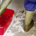 犬 舍 消 毒 八 项 注 意_2