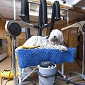 最容易认的狗，当属拖把狗可蒙犬，但难养洗澡都要花8个小时_4