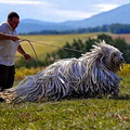 最容易认的狗，当属拖把狗可蒙犬，但难养洗澡都要花8个小时_1