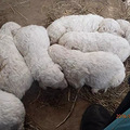最容易认的狗，当属拖把狗可蒙犬，但难养洗澡都要花8个小时_0