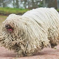 最容易认的狗，当属拖把狗可蒙犬，但难养洗澡都要花8个小时_2