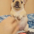 比熊猫还圆滚滚的，也就只有小法斗了_4