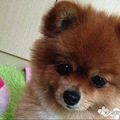 为什么要给狗狗体内外驱虫