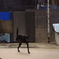 养一只有缺陷的狗狗，需要多大的勇气？_1