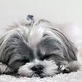 活泼美丽的西施犬，了解这6点，你可能会爱上它_2