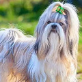 活泼美丽的西施犬，了解这6点，你可能会爱上它_5