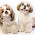 活泼美丽的西施犬，了解这6点，你可能会爱上它_1