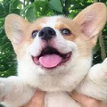 活泼美丽的西施犬，了解这6点，你可能会爱上它_3