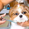 活泼美丽的西施犬，了解这6点，你可能会爱上它_0