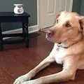 狗狗误食“毒物”容易丧命？参考这8点，帮狗狗降低中毒风险_4