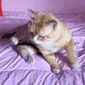 养猫后，再也不敢穿黑衣服！_0