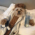 太失败了，我居然活得不如一条狗精致！！！_5