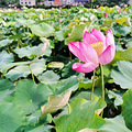 赏花玩水 | 向阳花开，塘中赏荷，夏日水球大战_3