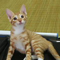 家有小奶猫，求领养！！！！_0